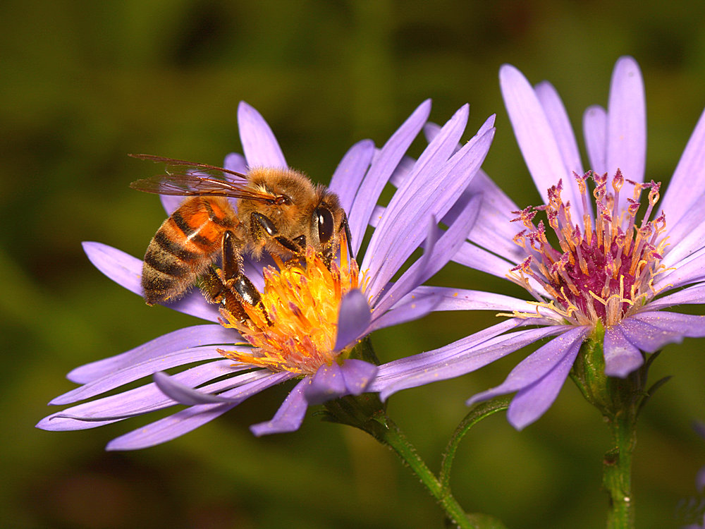 Bee.jpg