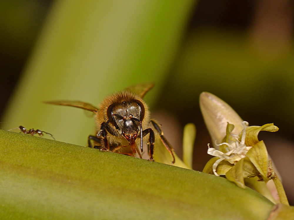 Bee.jpg