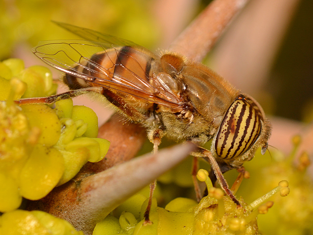 Bee.jpg