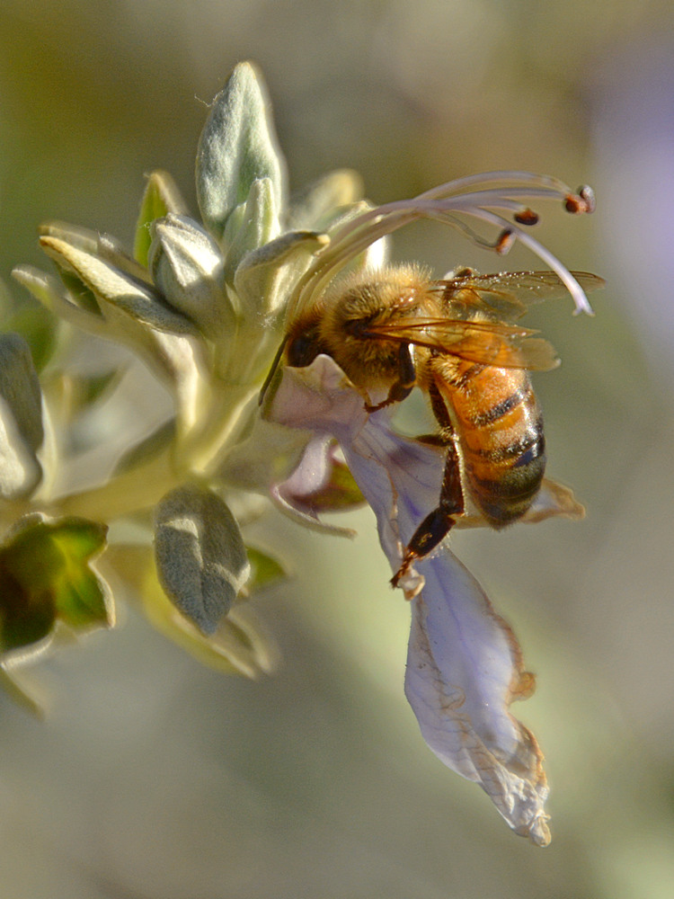 Bee.jpg