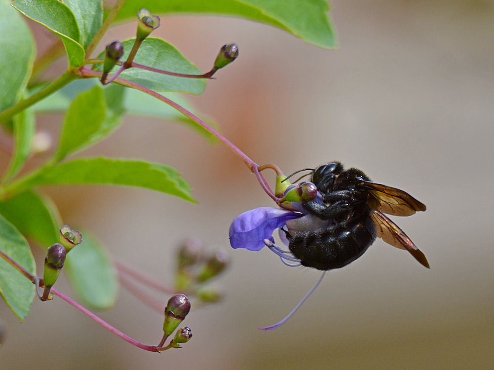 Bee.jpg