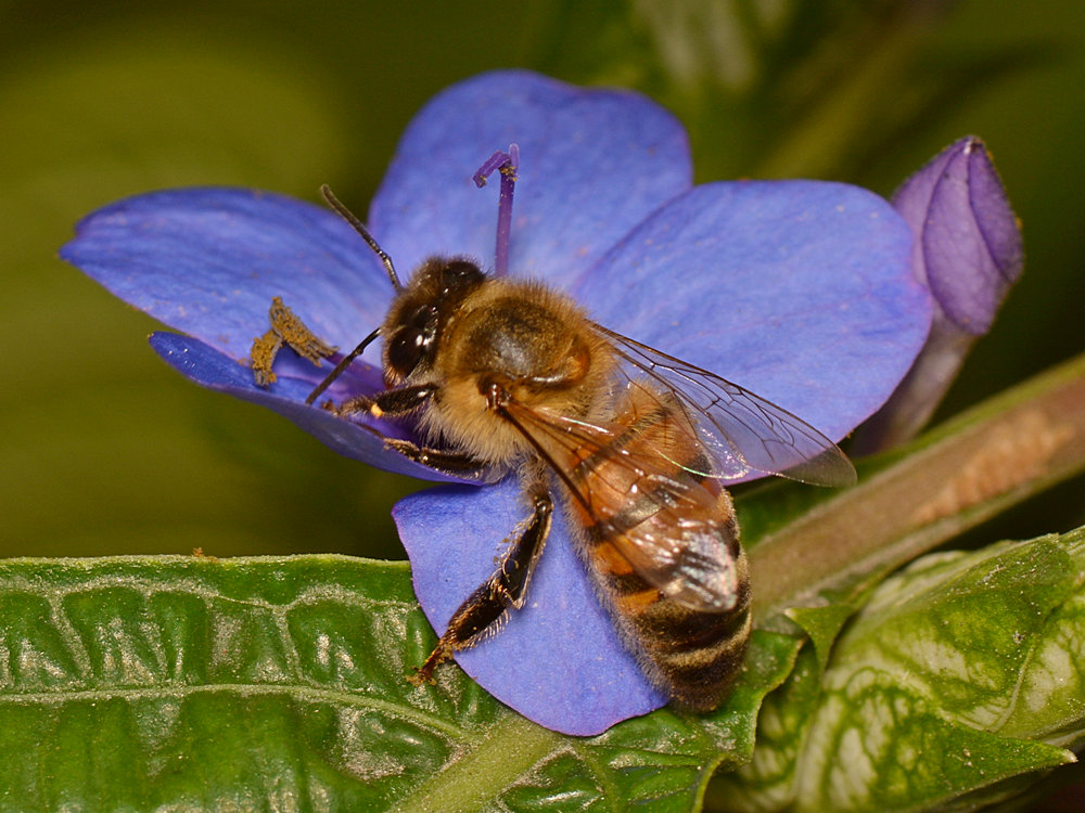 Bee.jpg