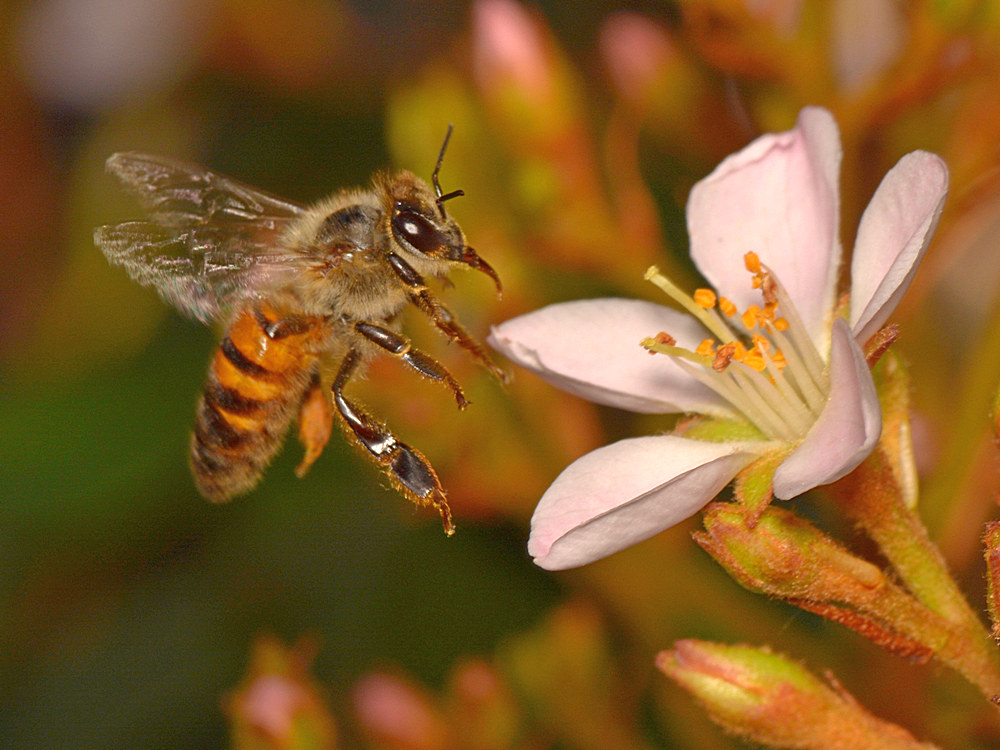 Bee.jpg