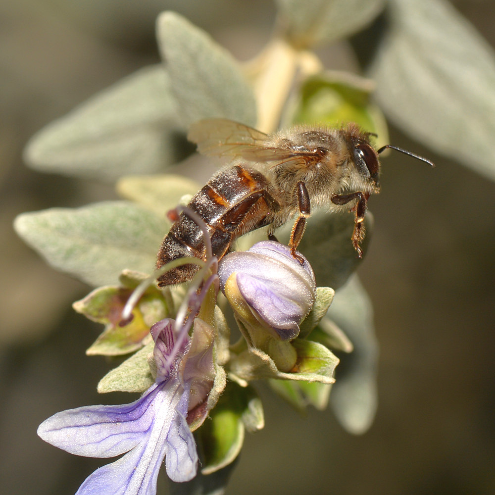 Bee.jpg