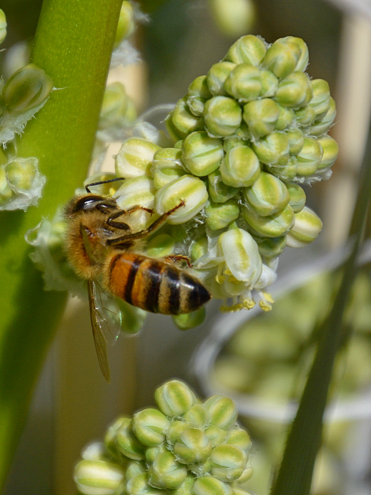 Bee.jpg