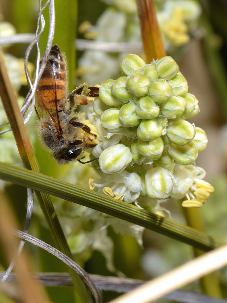 Bee.jpg