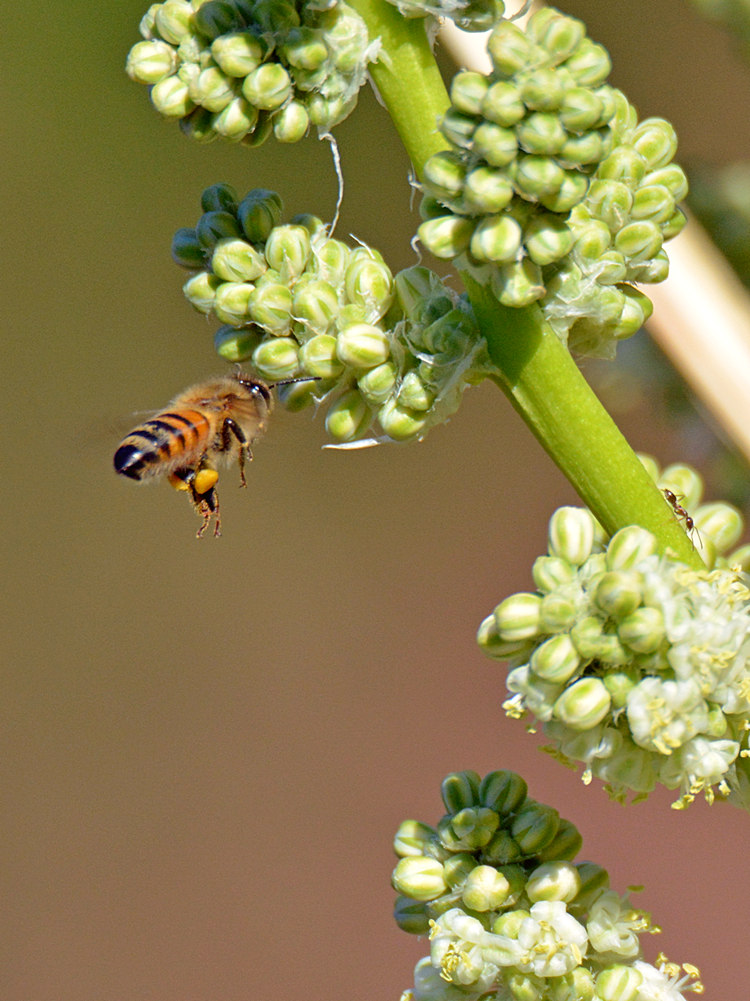 Bee.jpg