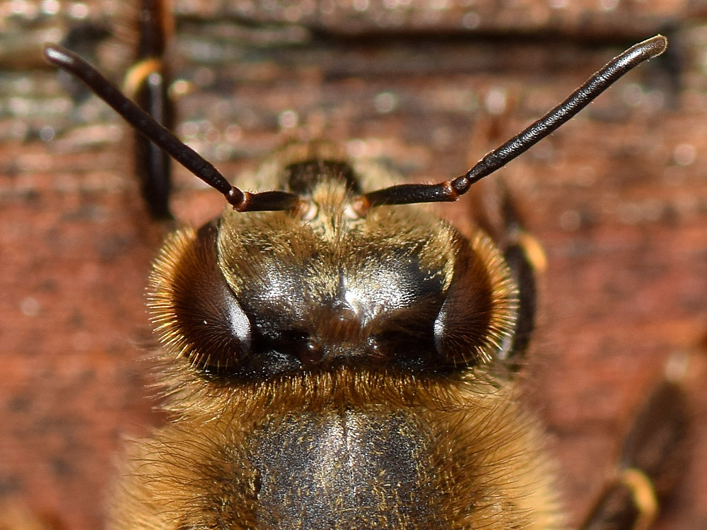 Bee.jpg