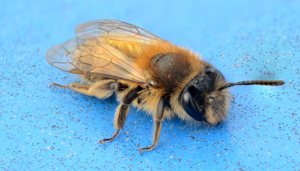 Bee.jpg