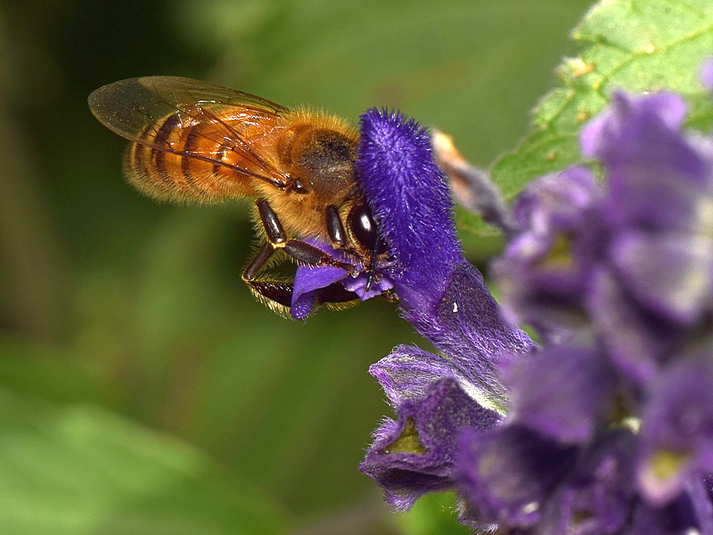 Bee.jpg