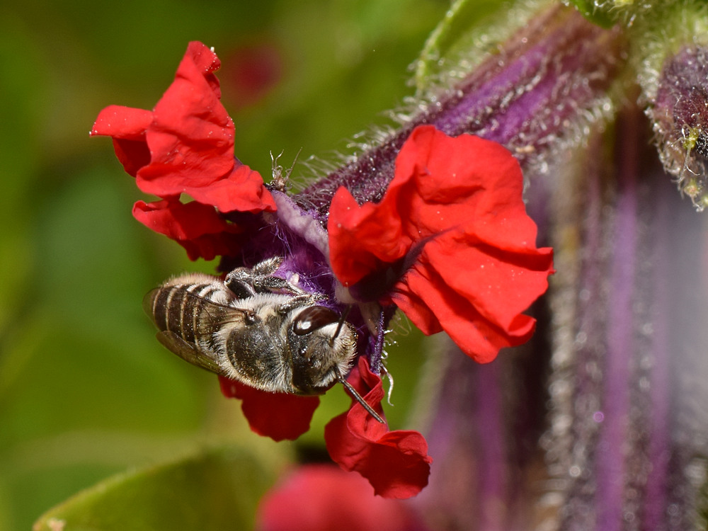 Bee.jpg
