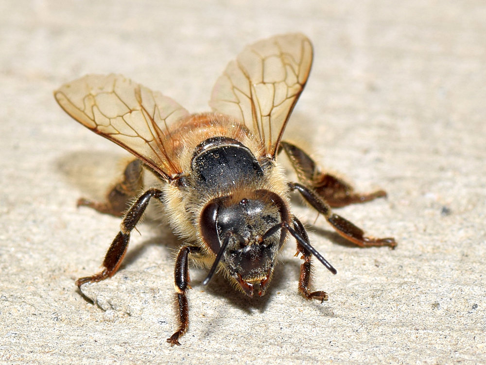 Bee.jpg
