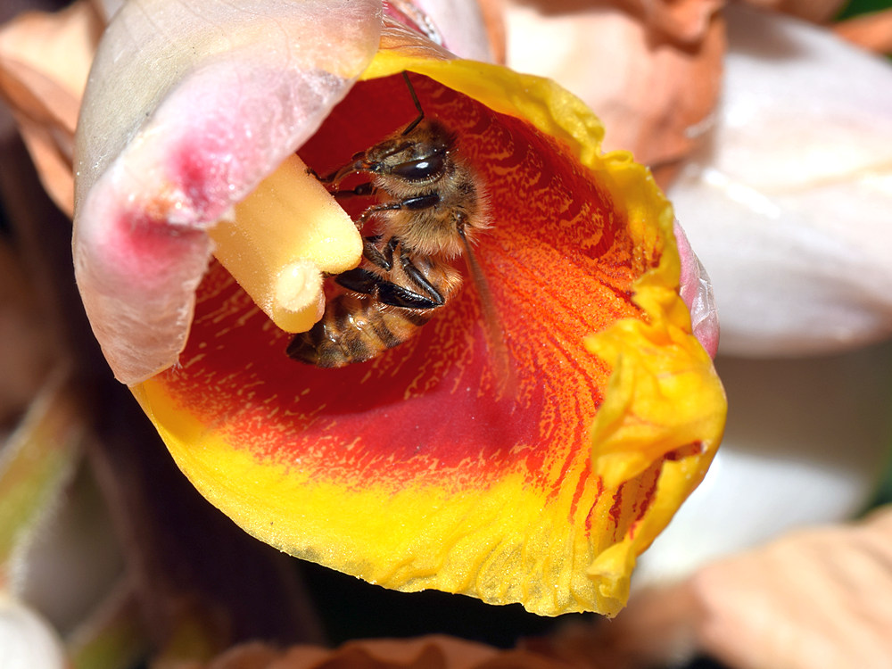 Bee.jpg