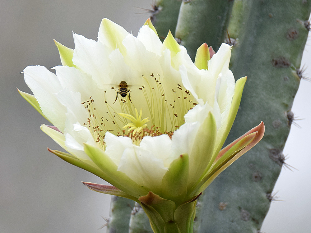 Bee.jpg