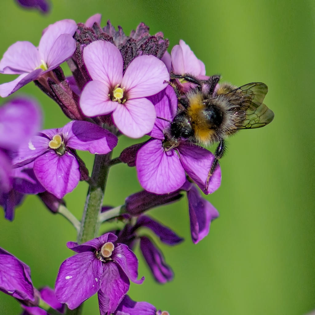 Bee.jpg