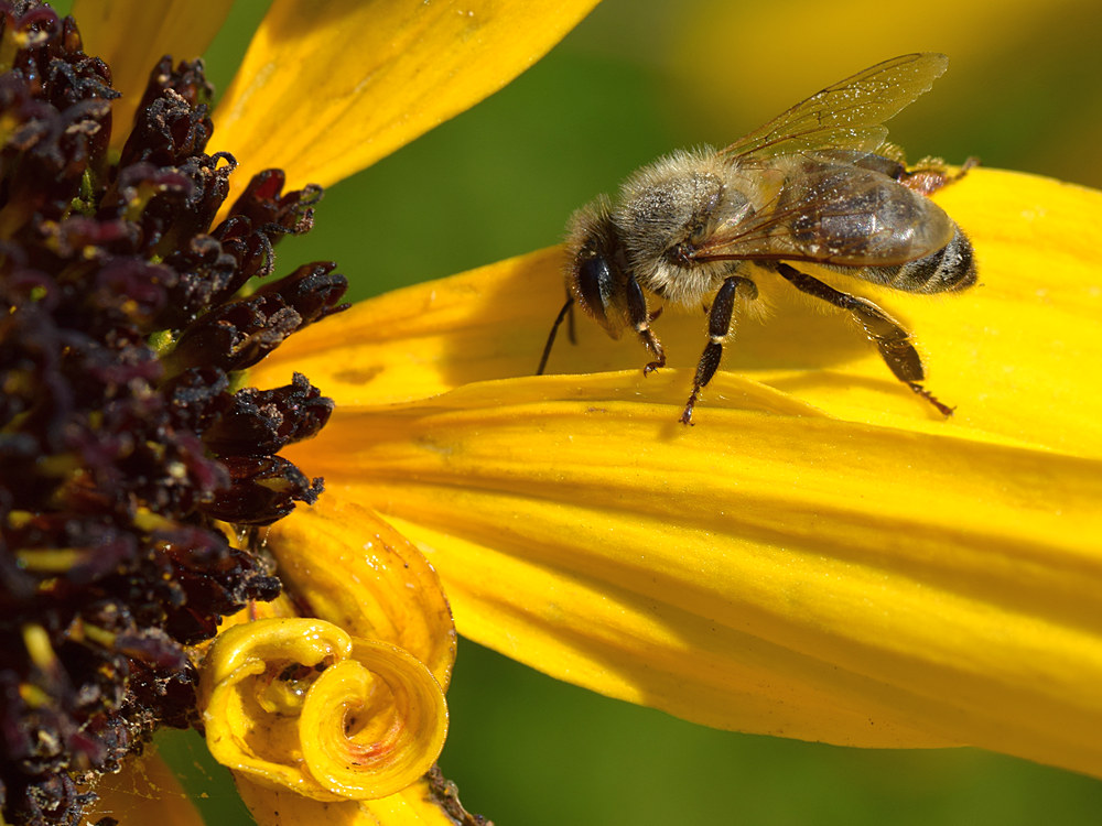 Bee.jpg
