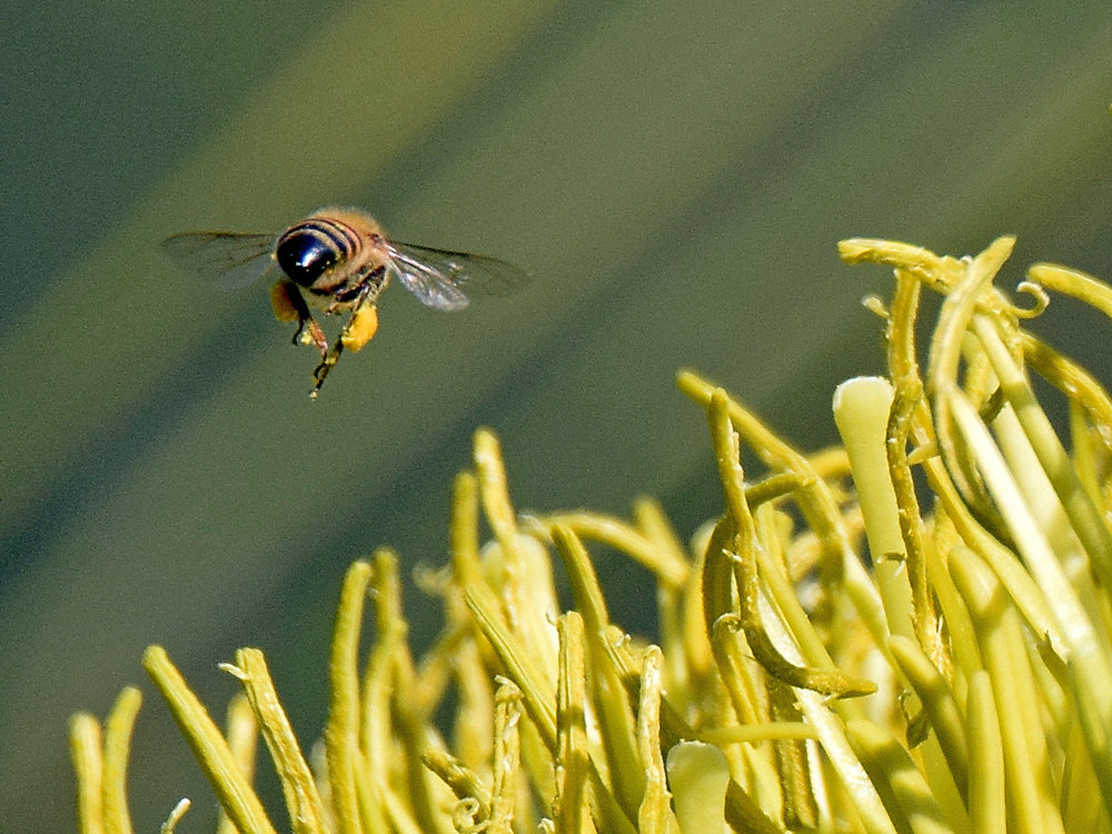 Bee.jpg