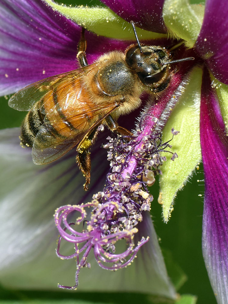 Bee.jpg