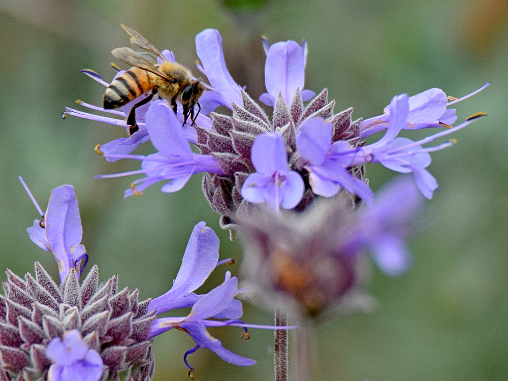 Bee.jpg