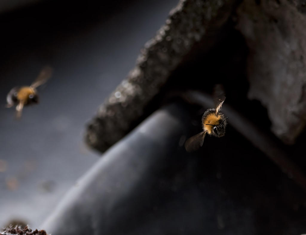 bee.jpg