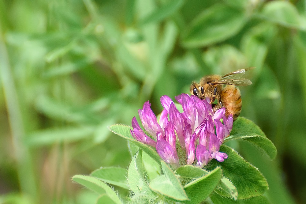 Bee-.jpg