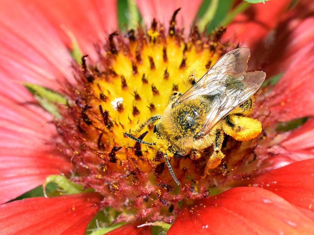 Bee.jpg