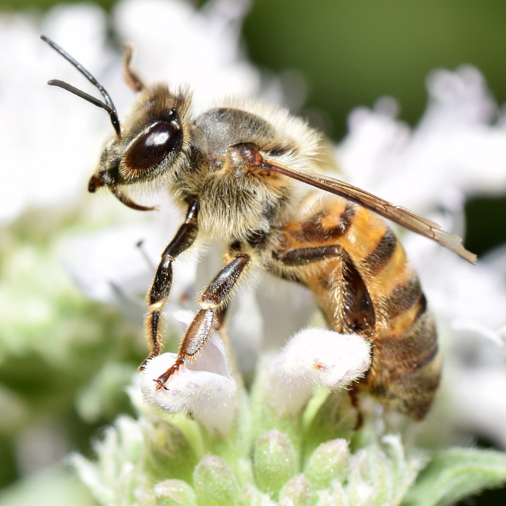 Bee.jpg