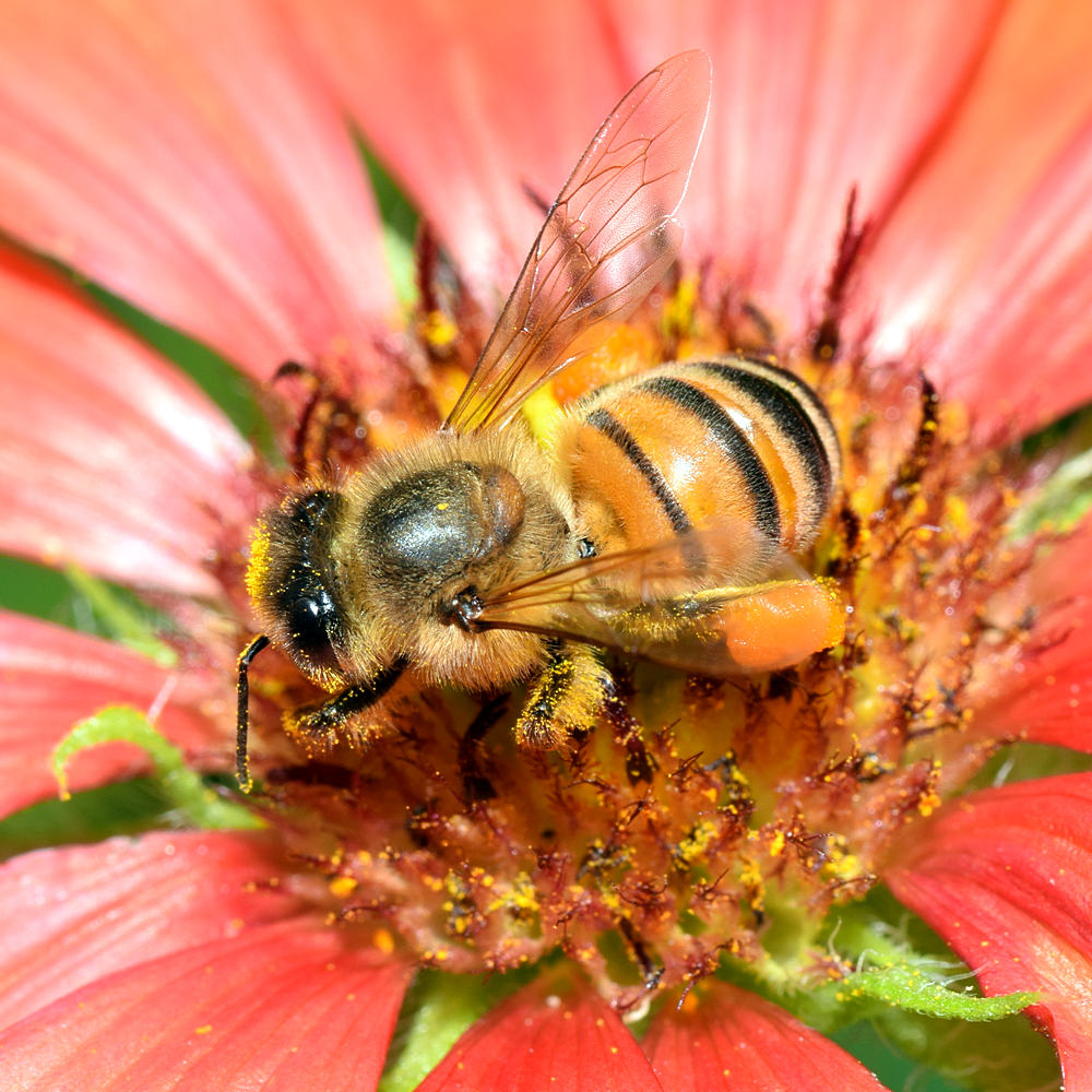 Bee.jpg