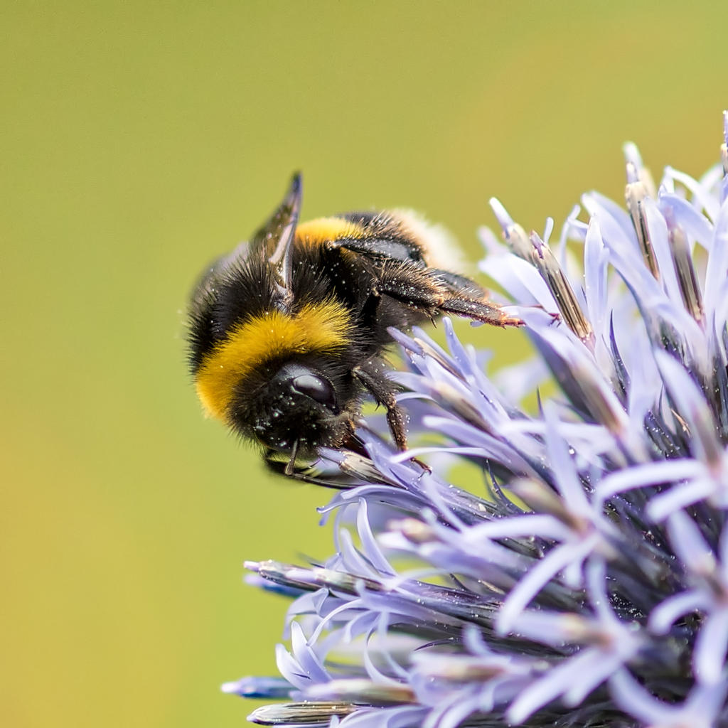 Bee.jpg