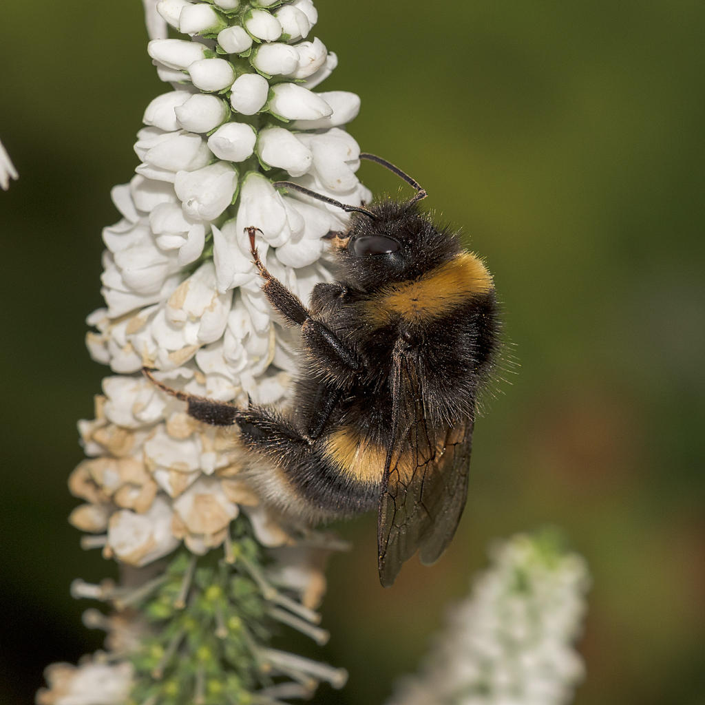 Bee.jpg