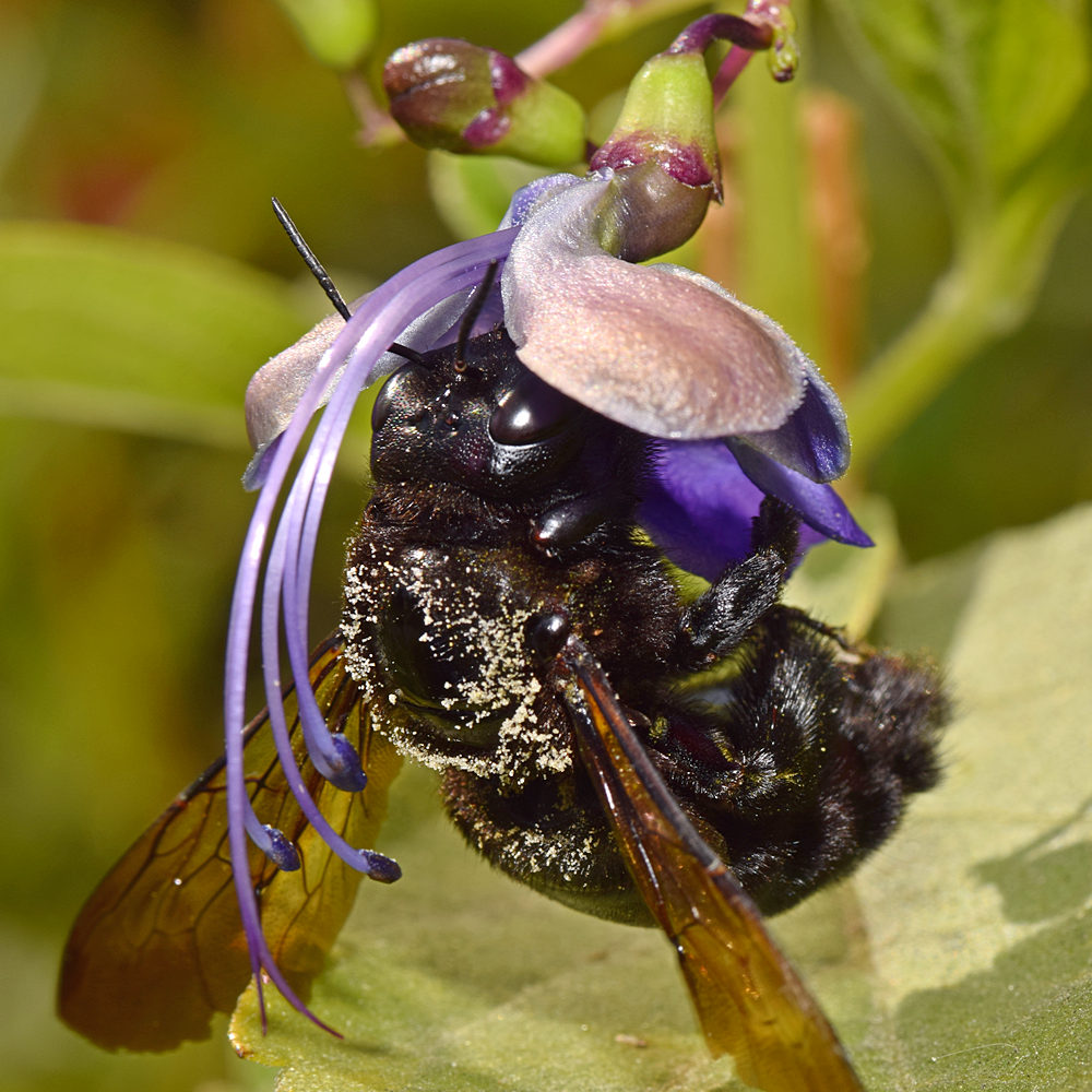 Bee.jpg