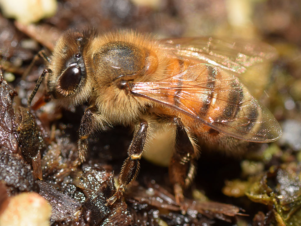 Bee.jpg