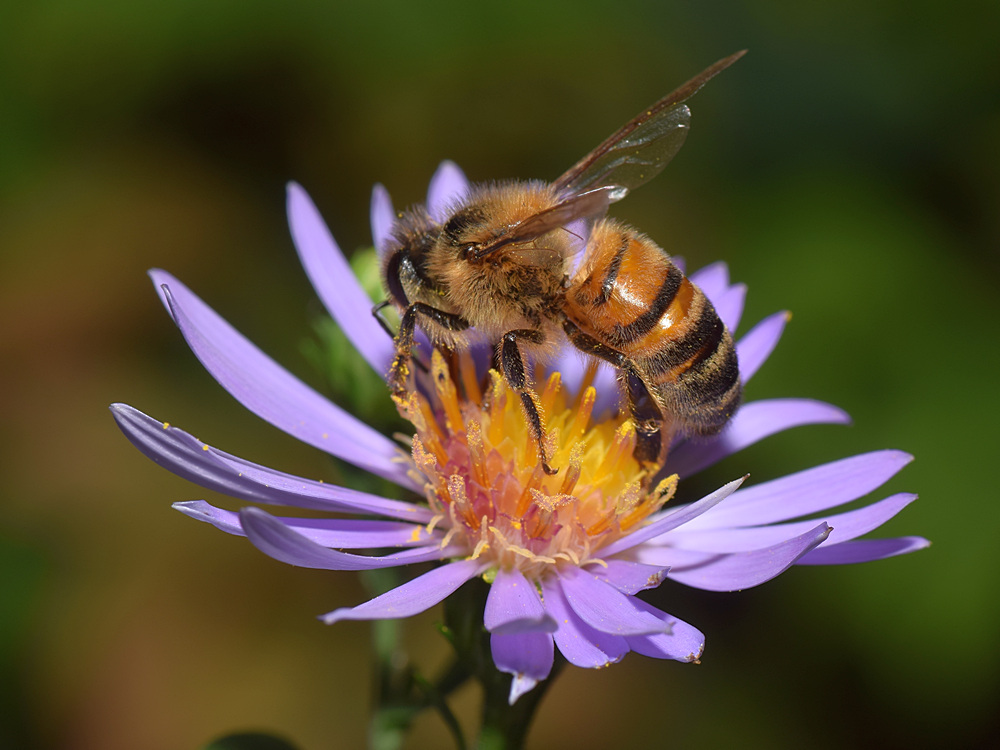 Bee.jpg