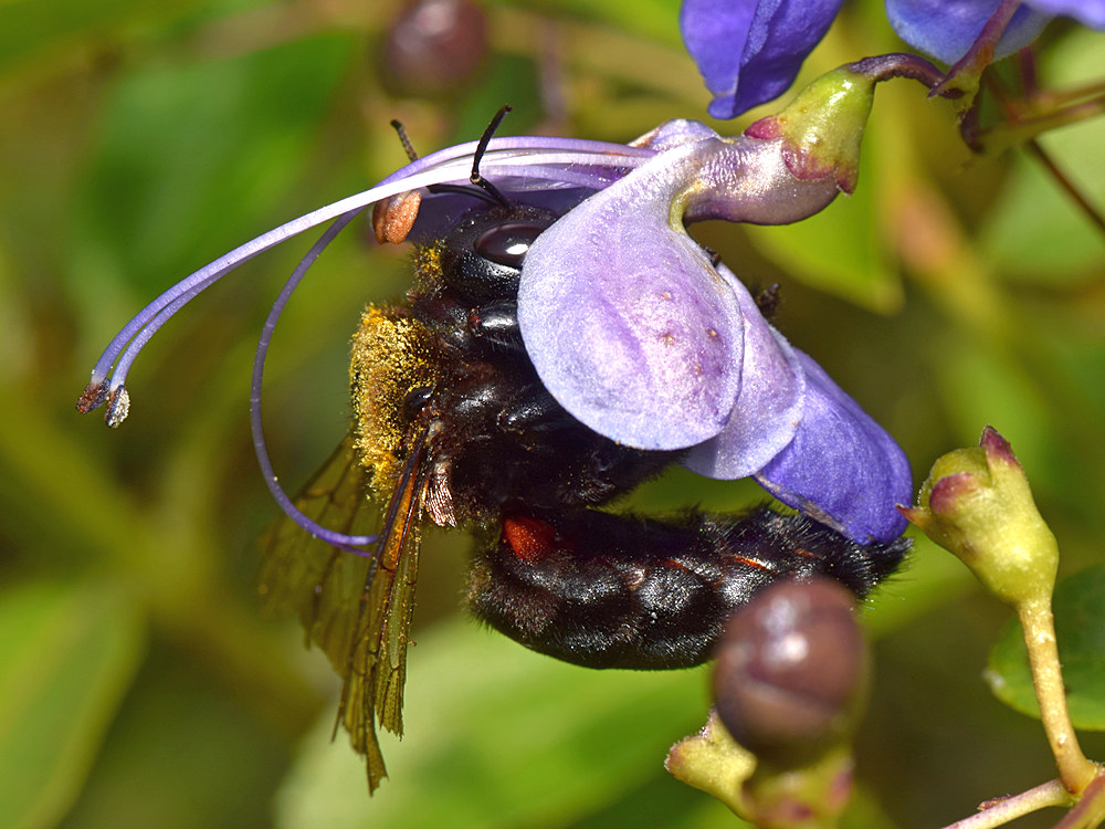 Bee.jpg