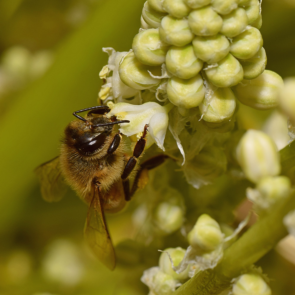 Bee.jpg