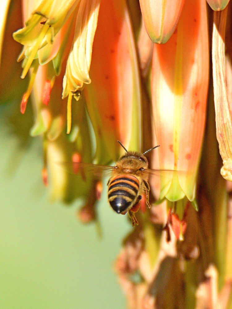 Bee.jpg