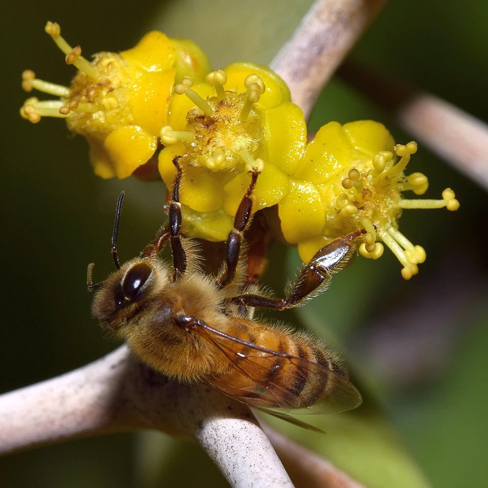 Bee.jpg
