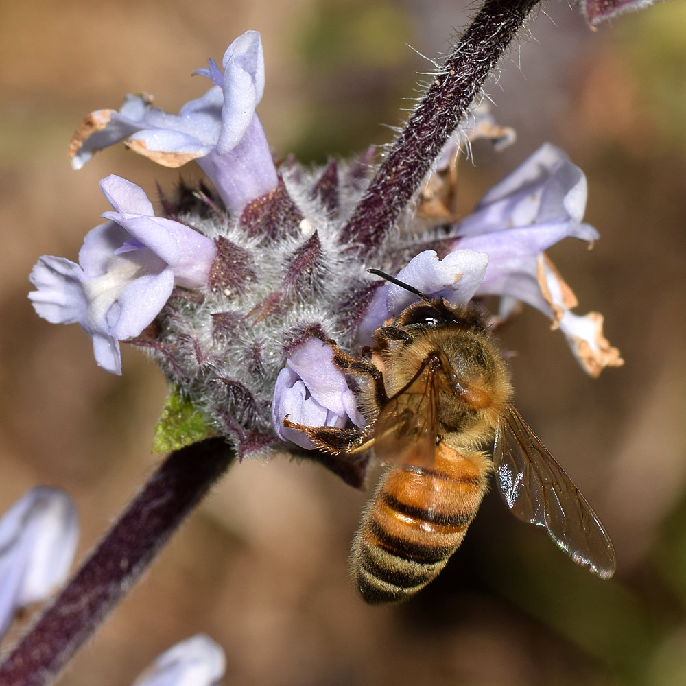 Bee.jpg