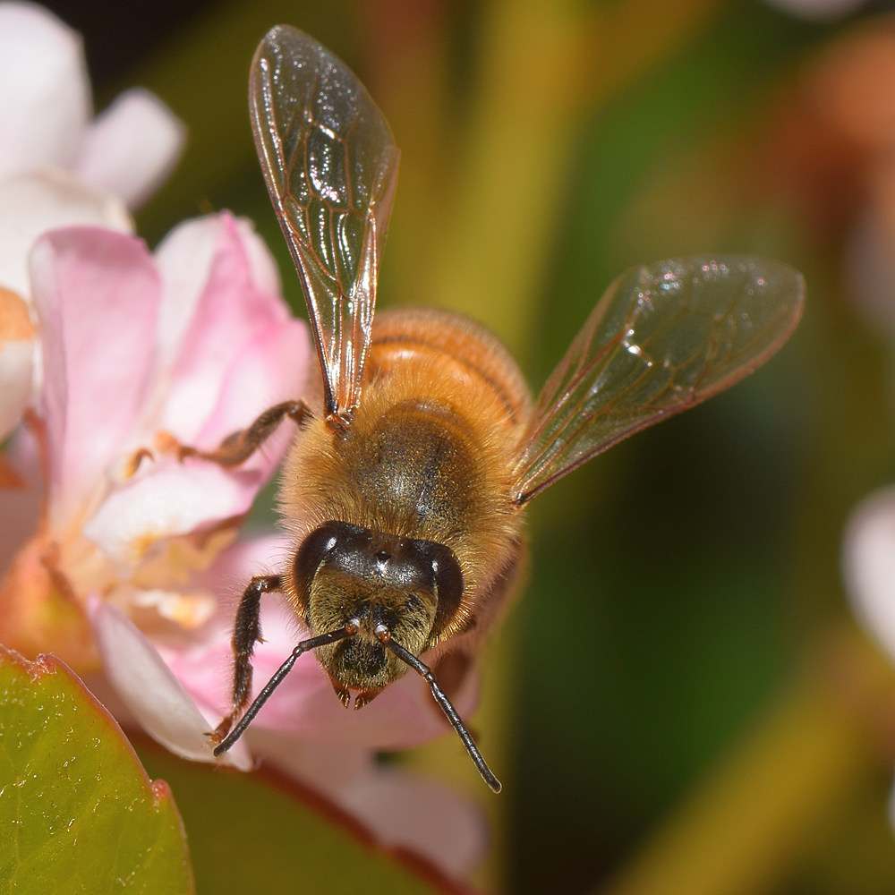 Bee.jpg
