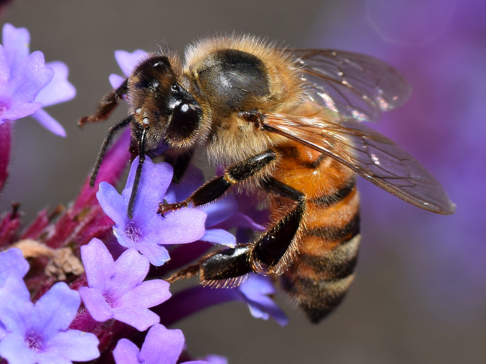 Bee.jpg