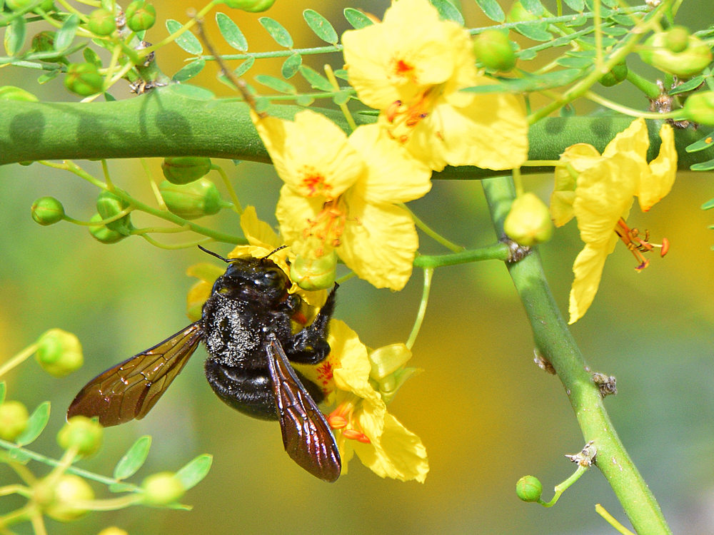 Bee.jpg