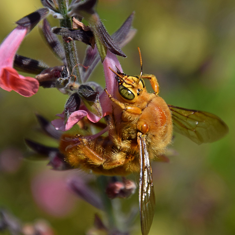 Bee.jpg