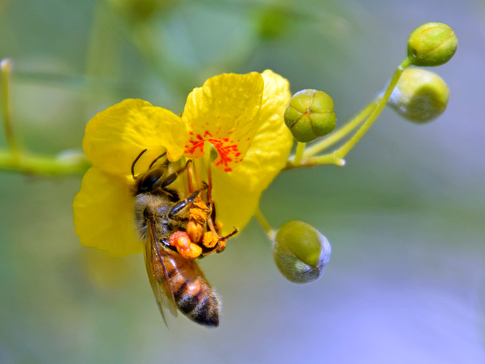 Bee.jpg