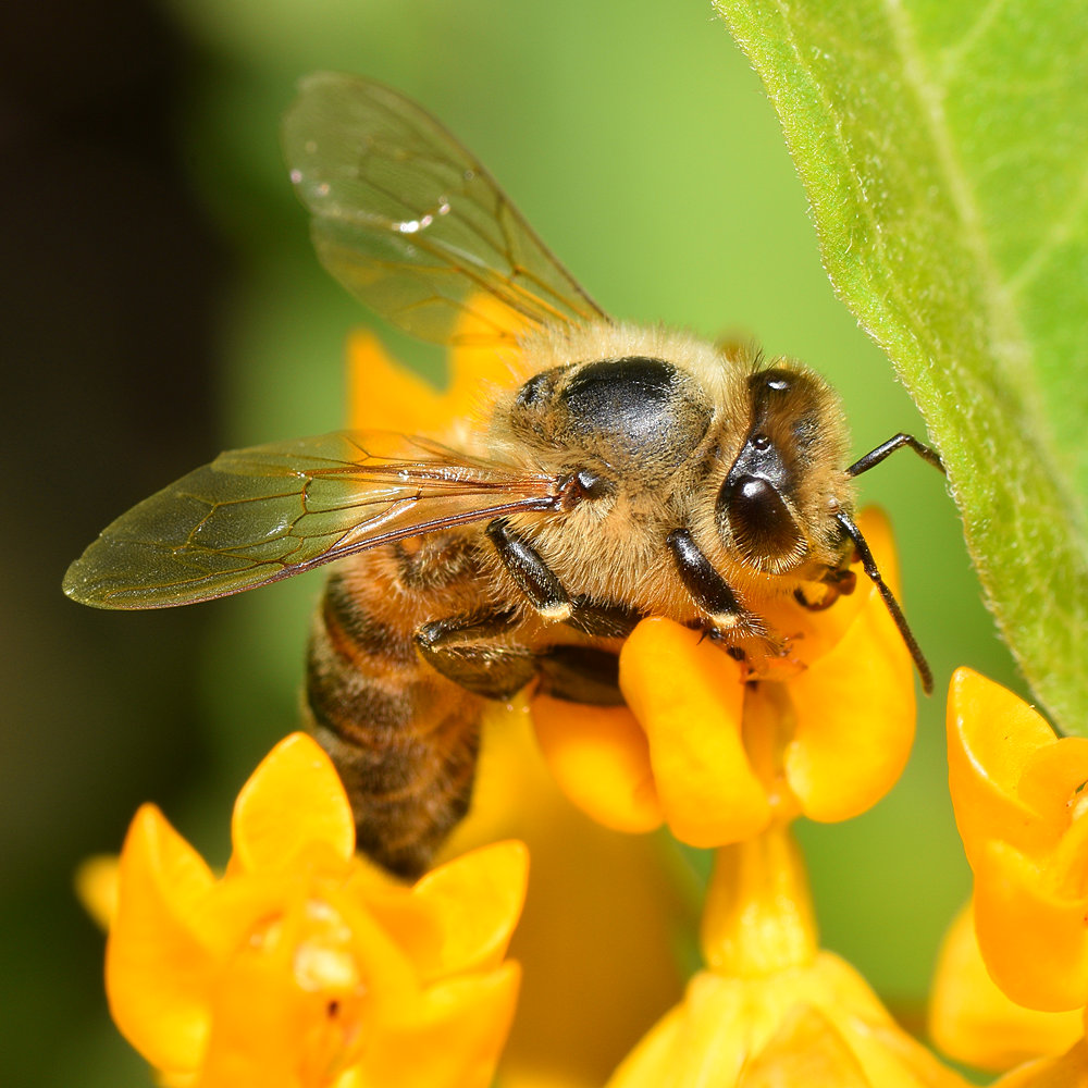 Bee.jpg