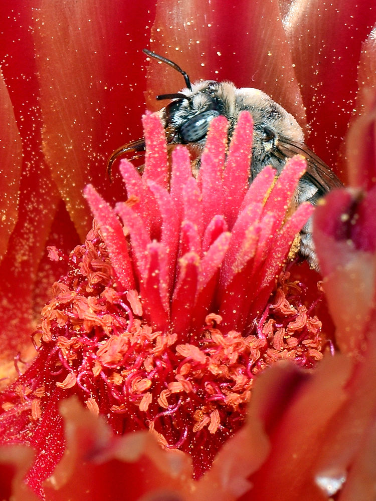 Bee.jpg