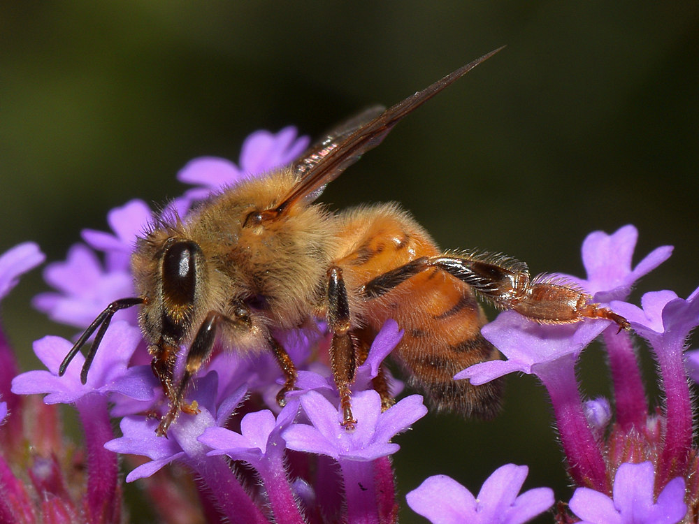 Bee.jpg