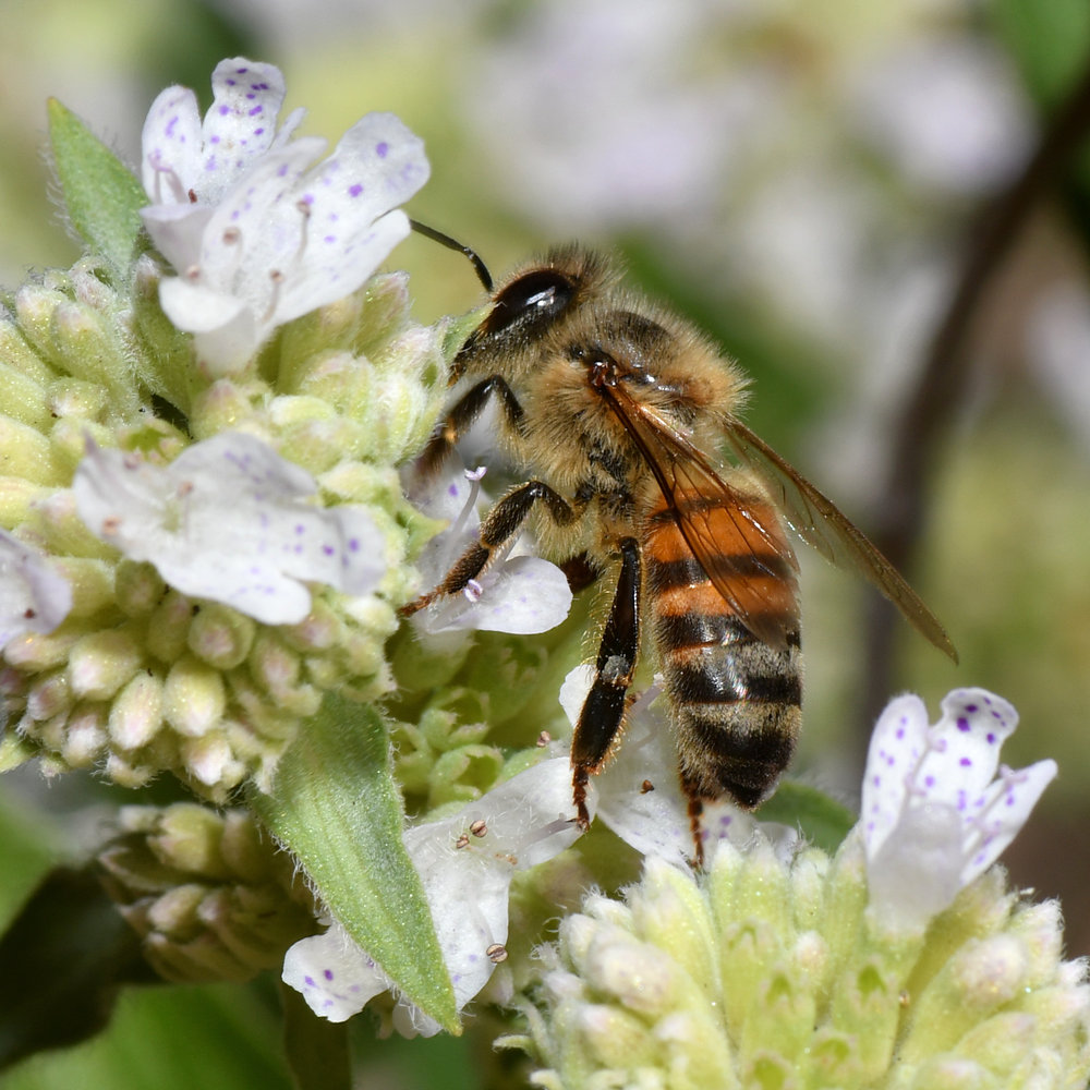 Bee.jpg