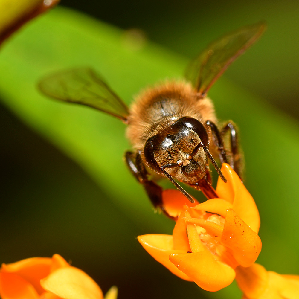 Bee.jpg