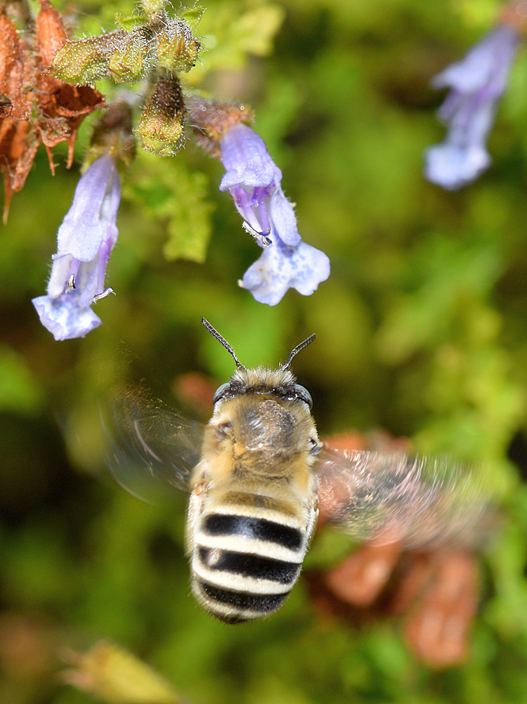 Bee.jpg