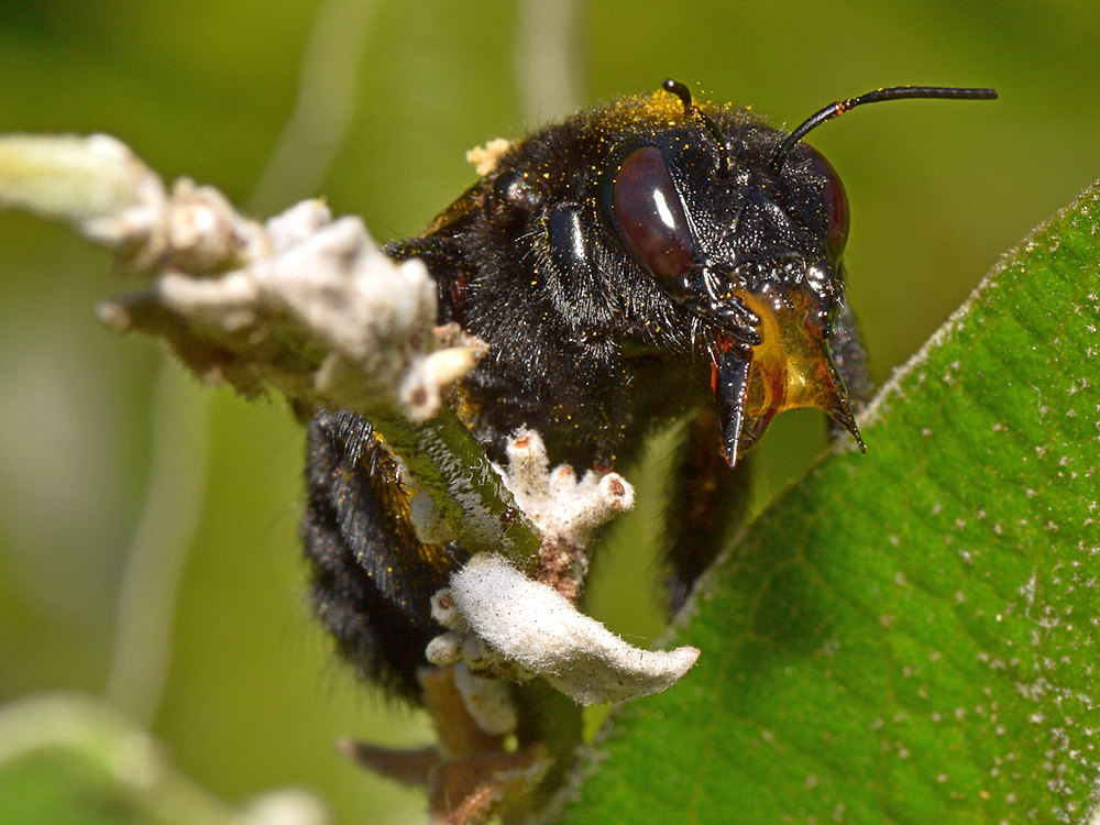 Bee.jpg